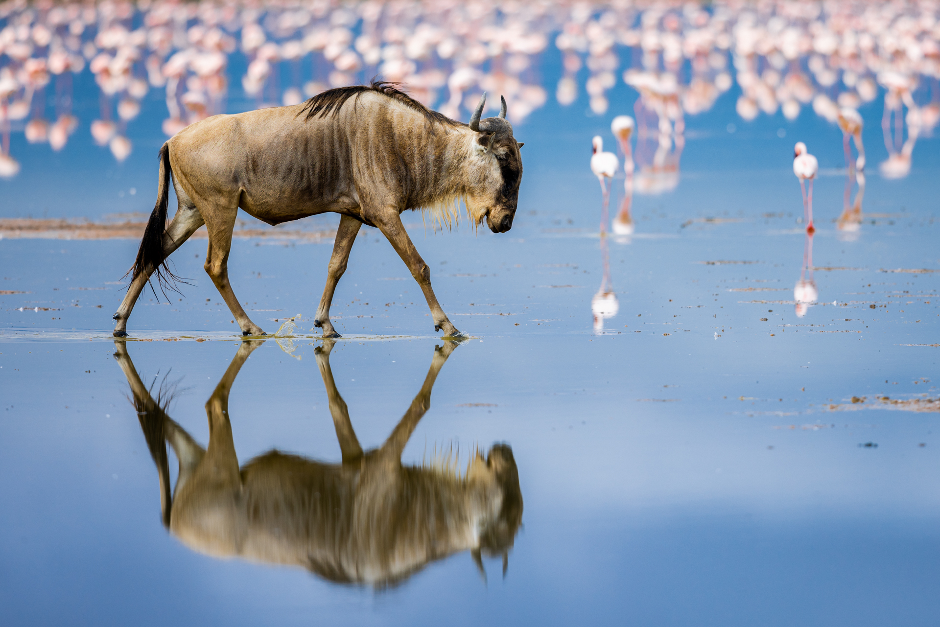 Gnou bleu (Connochaetes taurinus) Rhinoceros blanc