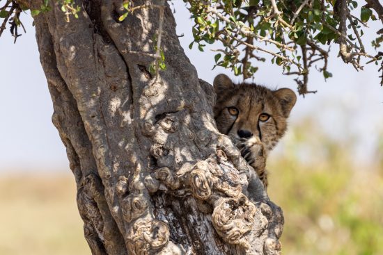 10/ stage photo au kenya : les trésors de la vallée du grand rift
