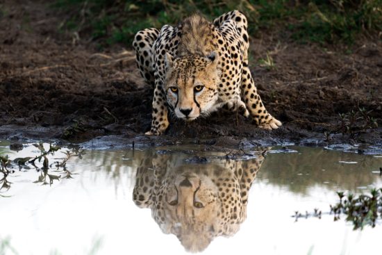 18/ stage photo au kenya : masai mara – naivasha – buffalo springs