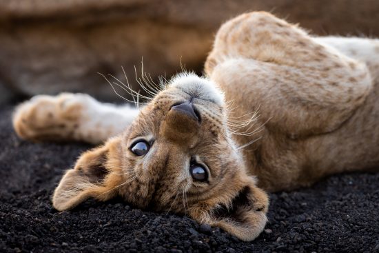 12/ stage photo au kenya : sur la terre des géants d’afrique