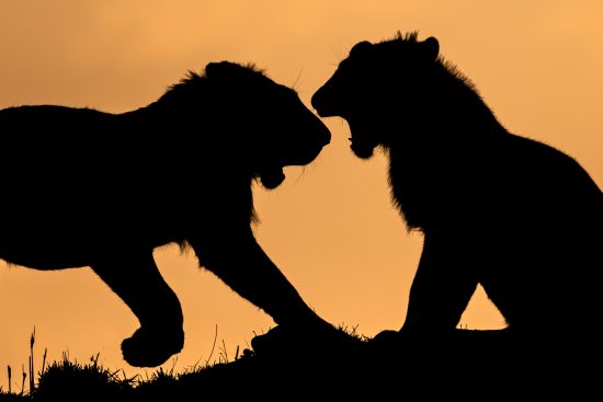 33/ circuit en groupe au kenya : au royaume des grands félins avec Olivier
