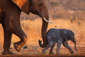 stage photo : sur la terre des géants d'afrique