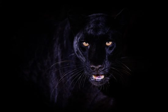 17/ stage photo au kenya : léopard noir
