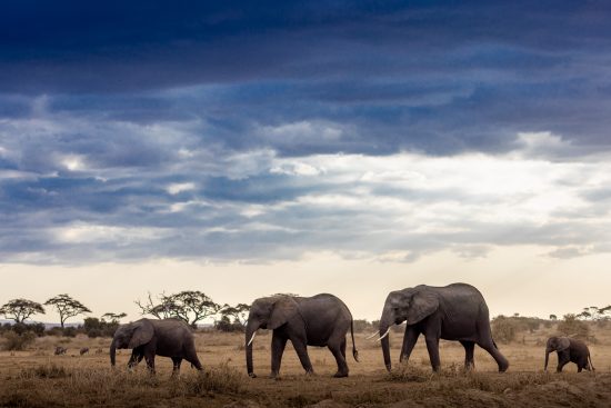 31/ circuit en groupe au kenya : amboseli – tsavo est – tsavo ouest