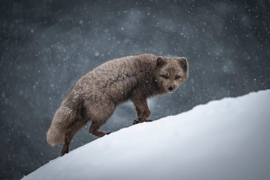 69/ Voyage photo en Islande : Arctic Fox Hornstrandir