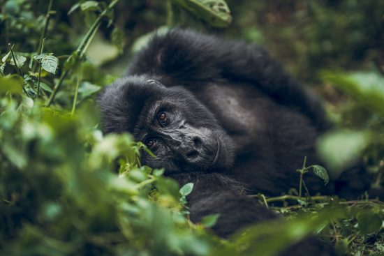 66/ voyage en ouganda : l’expérience ultime des primates