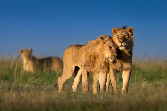 19/ stage photo au kenya : masai mara