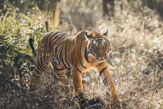 64/ safari en inde : sur les traces du tigre du bengale