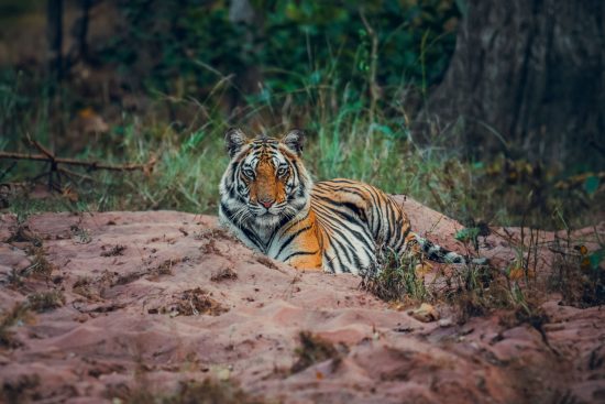 63/ voyage en inde du sud : sur la route des épices *spécial kérala*