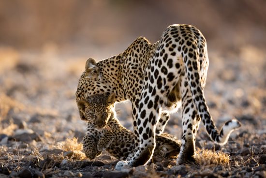 70/ safari en réserve privée en afrique du sud