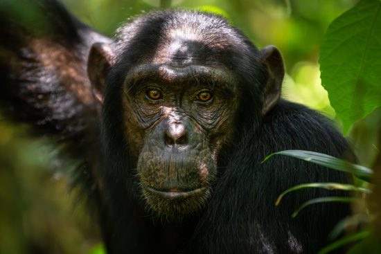 66/ voyage en ouganda : l’expérience ultime des primates